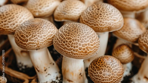 a group of brown mushrooms sitting on top of a pile of brown and white mushrooms on top of each other.