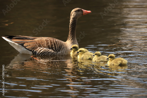 a goose with chicks photo