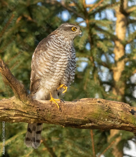 Sparrow hawk perched on old branch looking out, with one leg up.