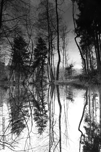 black and white picture of perfectly reflected trees in a forest pond