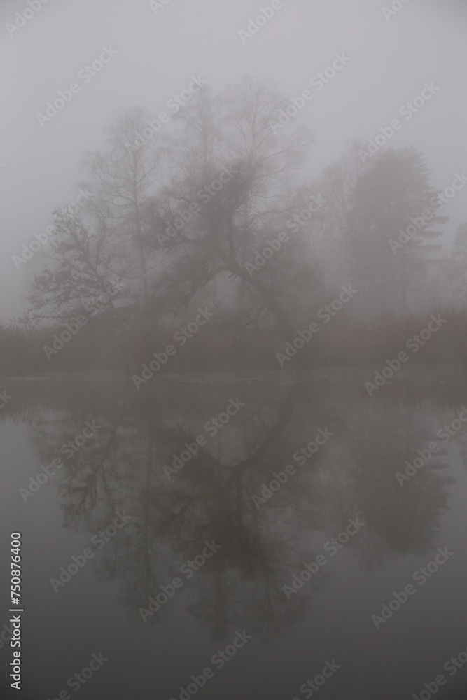 silhouette of trees reflecting in a lake on a foggy morning silhouette of trees reflecting in a lake on a foggy morning