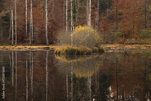 white birch tree trunks perfectly reflected in a forest pond in autumn photo