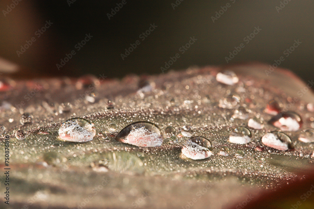 macro picture of raindrops on an exotic leaf macro picture of raindrops on an exotic leaf