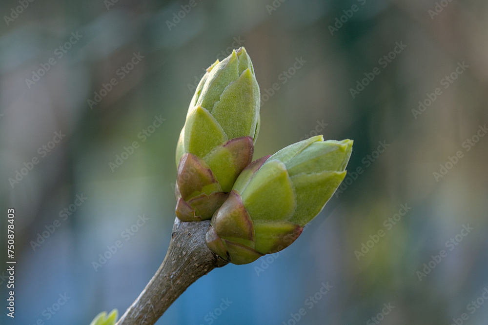 two green blooming buds photographed in the garden two green blooming buds photographed in the garden