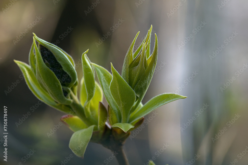 beautiful blooming green flower on blurred background