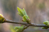 a branch with green flowering buds