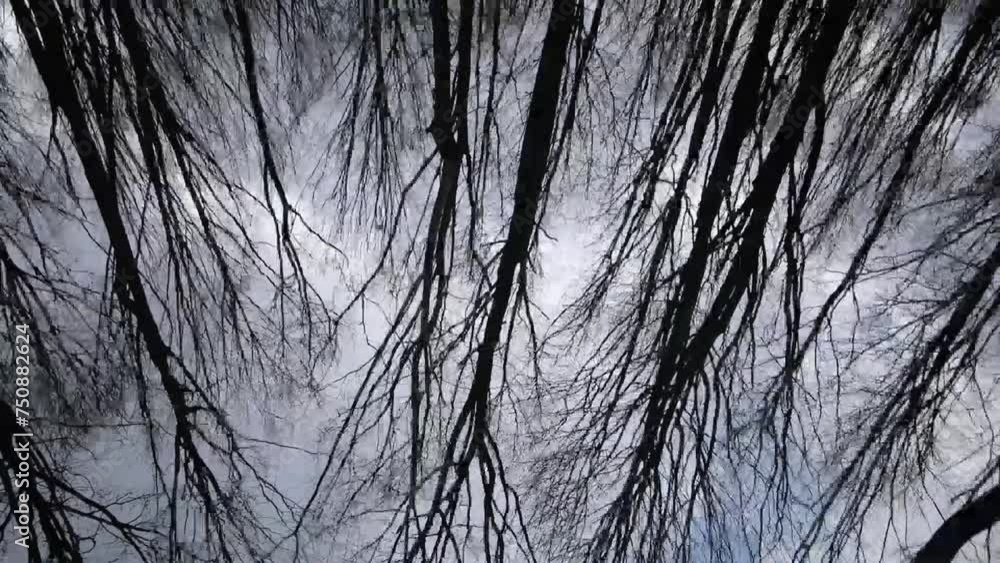 Majestic Forest Canopy: A View of Towering Trees from Below Majestic Forest Canopy: A View of Towering Trees from Below