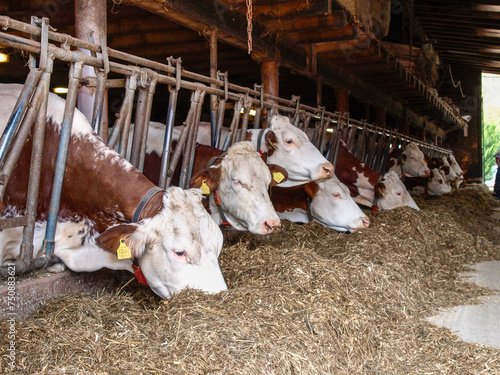 Cows in the barn with hay to eat