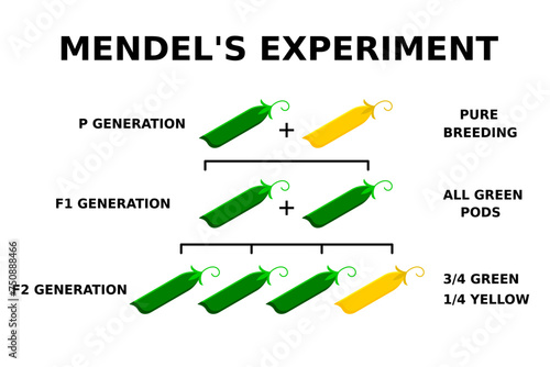Mendel's experiment with peas. Genetics basics. The Law of Dominance. The Law of Segregation. The Law of Independent Assortment. Principles of inheritance. Study of heredity. Vector illustration. 