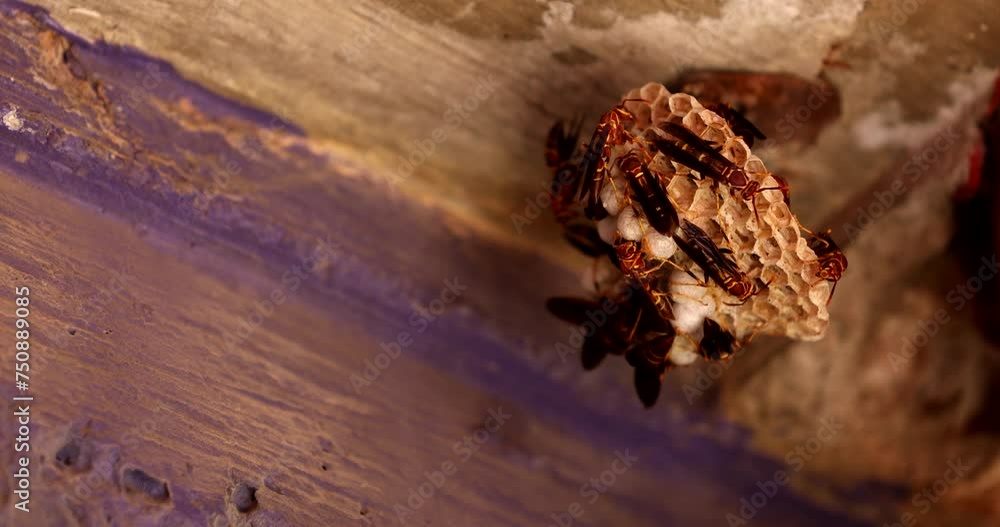 Afternoon shaded view of insect infestation of wasps building a new honey comb nest and tending eggs on a concrete wall. Afternoon shaded view of insect infestation of wasps building a new honey comb nest and tending eggs on a concrete wall.