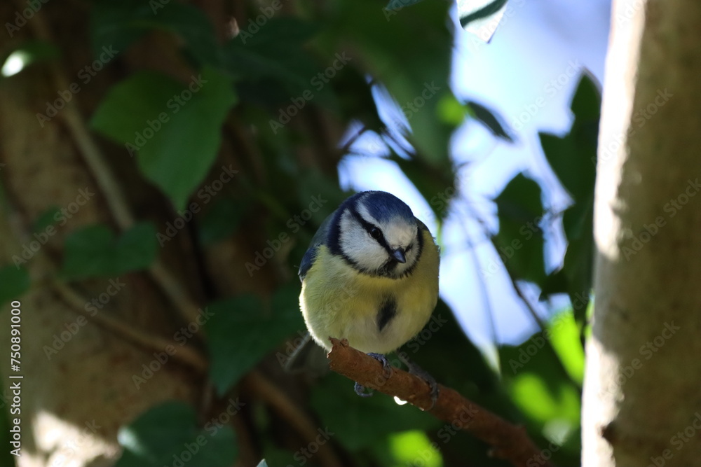 Obraz premium Blue Tit (Cyanistes caeruleus), common little bird of the hedgerows.
