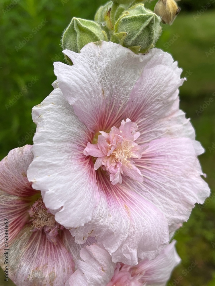 Fototapeta premium pink rose flower