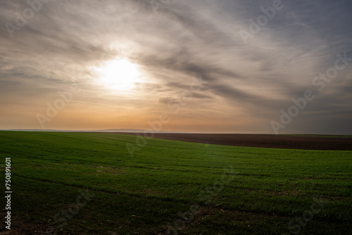 Sunrise over young green cereal field in autumn