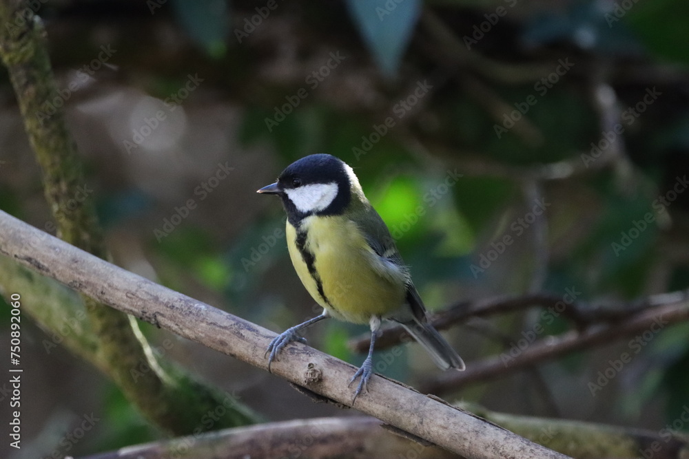 Great Tit (Parus major) in woodland hideaway.