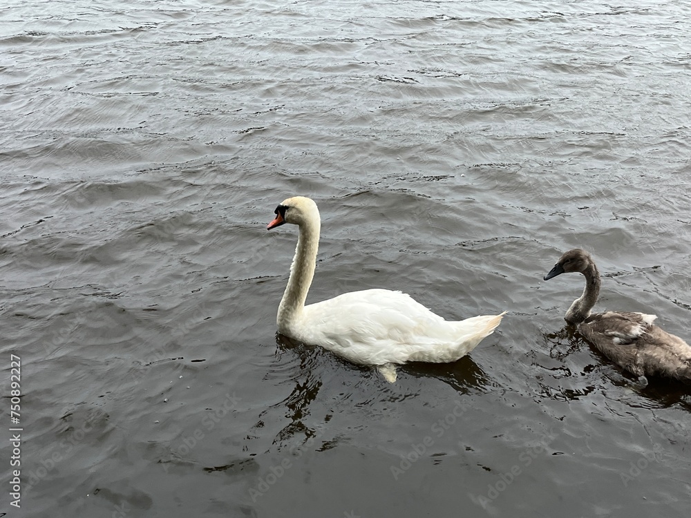 Obraz premium swans on the lake