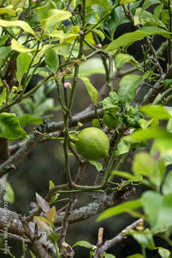 Green lime, Citrus aurantiifolia handing on a bush branch. Lime tree, fruit of a citrus plant close up. harvest time. Natural wallpaper. South Africa garden plantation Green lime, Citrus aurantiifolia handing on a bush branch. Lime tree, fruit of a citrus plant close up. harvest time. Natural wallpaper. South Africa garden plantation