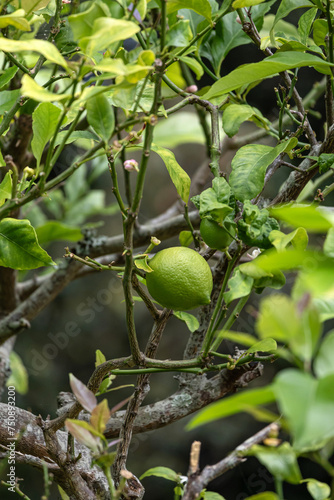 Green lime  Citrus aurantiifolia handing on a bush branch. Lime tree  fruit of a citrus plant close up. harvest time. Natural wallpaper. South Africa garden plantation