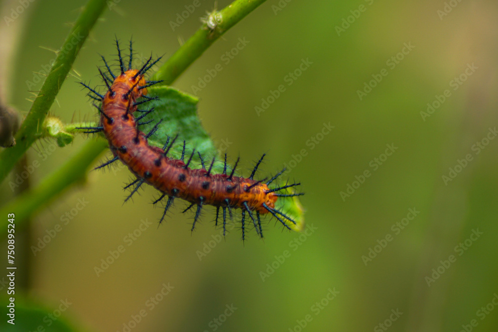 close-up shot of a red caterpillar on a leaf