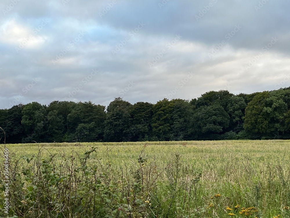 Fototapeta premium green field and sky