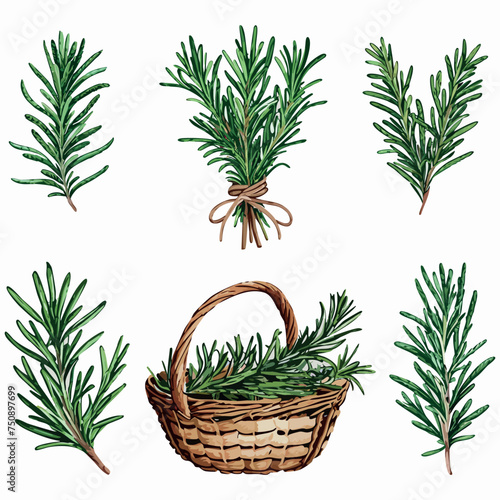 Rosemary herb set of vector illustrations.