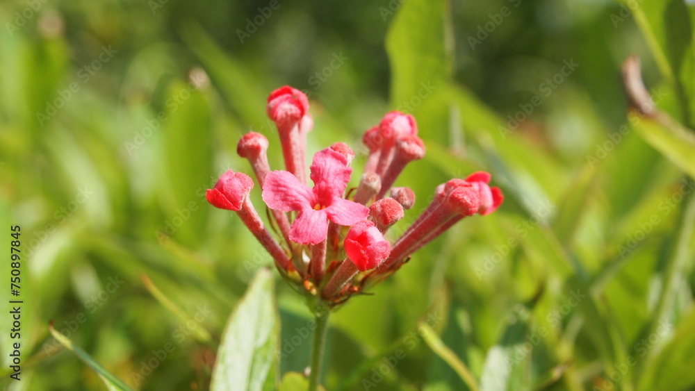 A beautiful bouvardia ternifolia in the garden A beautiful bouvardia ternifolia in the garden