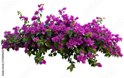 Purple Bougainvillea Tropical Flower Bush Climbing isolated on white or transparent background