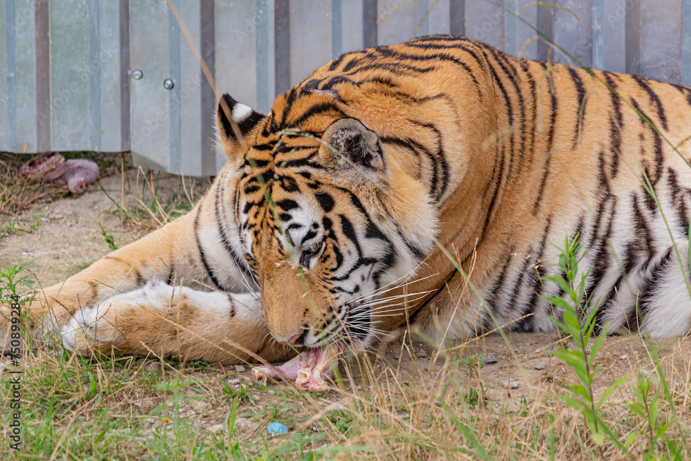 Fototapeta premium Dining tiger in Pride Park