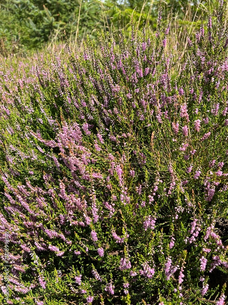 Obraz premium heather in the forest