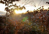 Wschód słońca w lesie, drzewa, liście. Złota jesień. Pomarańczowe liście. Bajoro w lesie. Paprocie, ściółka leśna.
