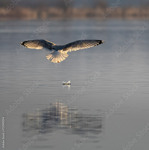 Mewa zgubiła rybę. Seagull Drop fish. Mewa nad wodą. Dzika przyroda. Głodna mewa.