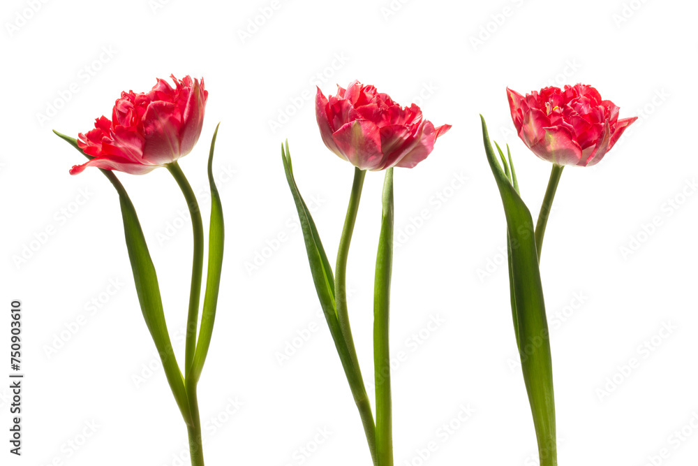 Pink peony tulips on a white background Pink peony tulips on a white background