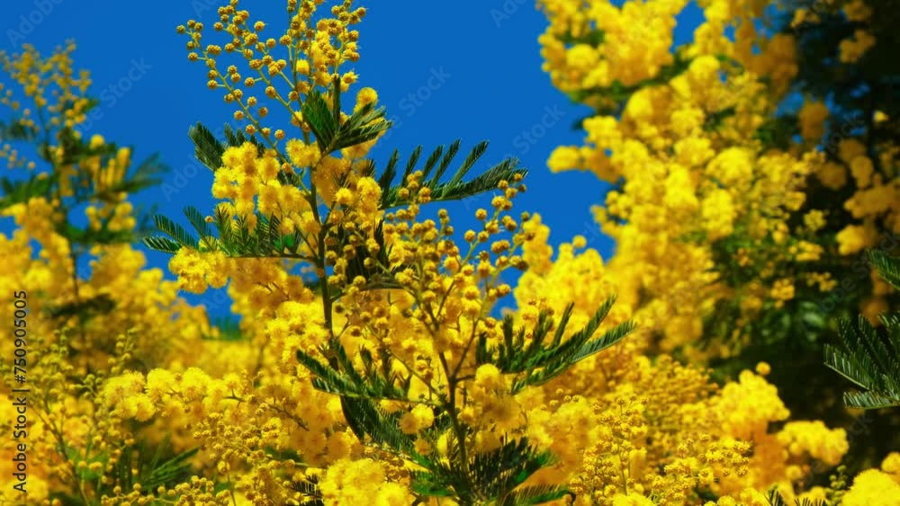 blooming mimosa, bright yellow flowers on the branches blooming mimosa, bright yellow flowers on the branches