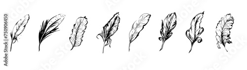 Hand drawn feathers, ink drawing of different goose and swan quill, black and white vector illustration