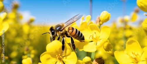 A bee is perched on a bright yellow flower, set against a backdrop of a clear blue sky. The bee appears to be collecting nectar from the flower on a sunny day. photo
