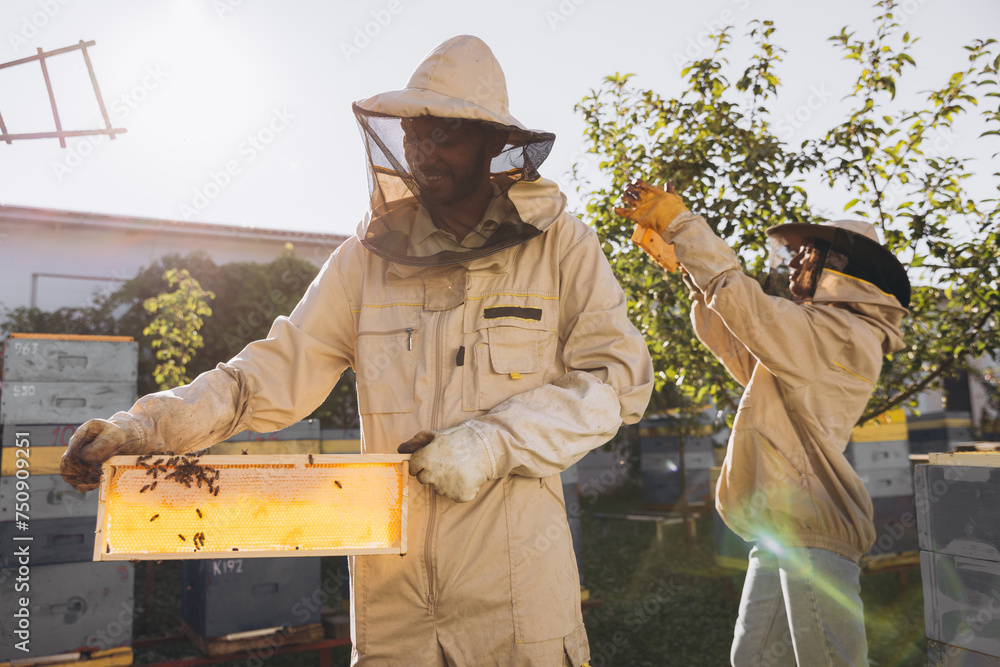 Two beekeepers works with honeycomb full of bees, in protective uniform working on apiary farm, getting honeycomb from the wooden beehive Two beekeepers works with honeycomb full of bees, in protective uniform working on apiary farm, getting honeycomb from the wooden beehive