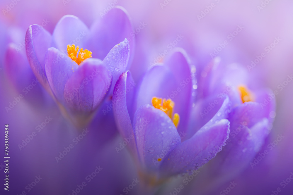 Fototapeta premium Spring background with purple flowering crocus isolated .
