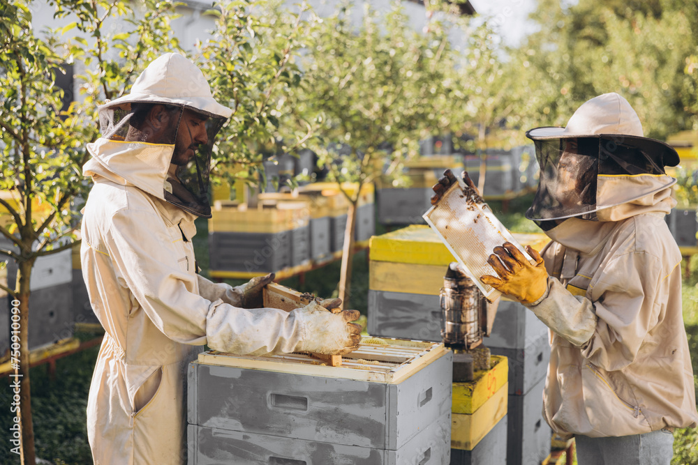 Two beekeepers works with honeycomb full of bees, in protective uniform working on apiary farm, getting honeycomb from the wooden beehive Two beekeepers works with honeycomb full of bees, in protective uniform working on apiary farm, getting honeycomb from the wooden beehive