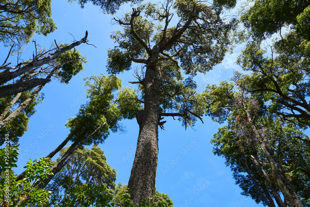 Fototapeta premium Tree trunks stretch with green crowns into the blue sky.