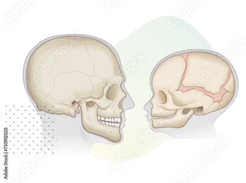 Human Skull - Anatomy - Adult and Babies - Stock Illustration
