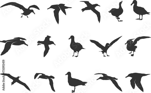 Quadro em tela Flying albatross silhouette, Albatross silhouettes, Albatross bird silhouette, A