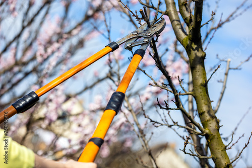 Foto Fruit tree pruning