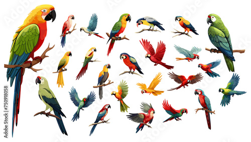 Parrots jungle tropical birds, cartoon style colorful vector set. Flying animal from different angles with beak, wings, milticolor. Detailed cartoon illustrations isolated on white background