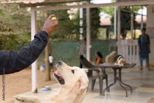 Hand of a man giving a ball to a golden retriever dog