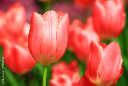 red Tulip flowers blooming in the garden with soft background 