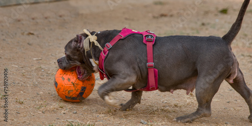 Pit bull dog playing with a soccer ball in the park