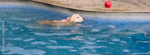 Golden Retriever swimming in the pool Selective focus