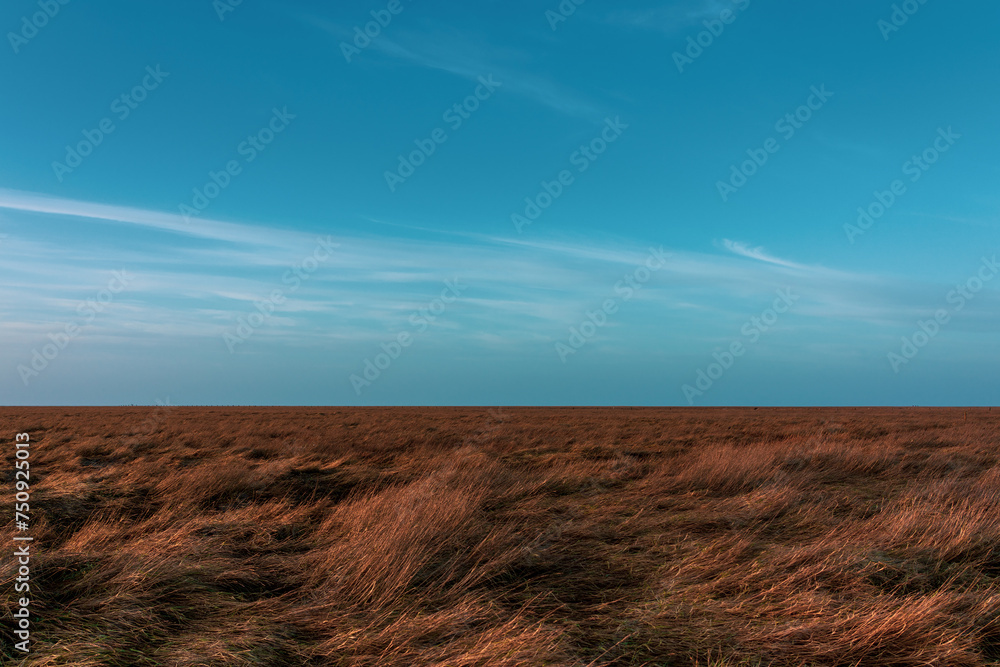 Reed fields on the North Sea in Germany.