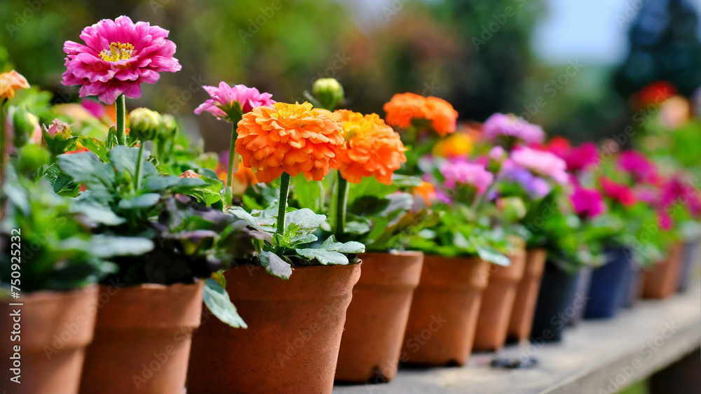 Colorful flowers in pots on wooden table in garden for sale in spring summer season. Selective focus. Colorful flowers in pots on wooden table in garden for sale in spring summer season. Selective focus.