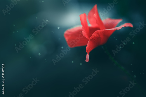 Red poppy close up isolated on green blur background.