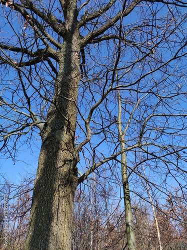Fototapeta Naklejka Na Ścianę i Meble -  Symbiose eines alten Baumes mit einem jüngeren 